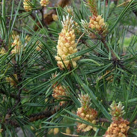 Pine